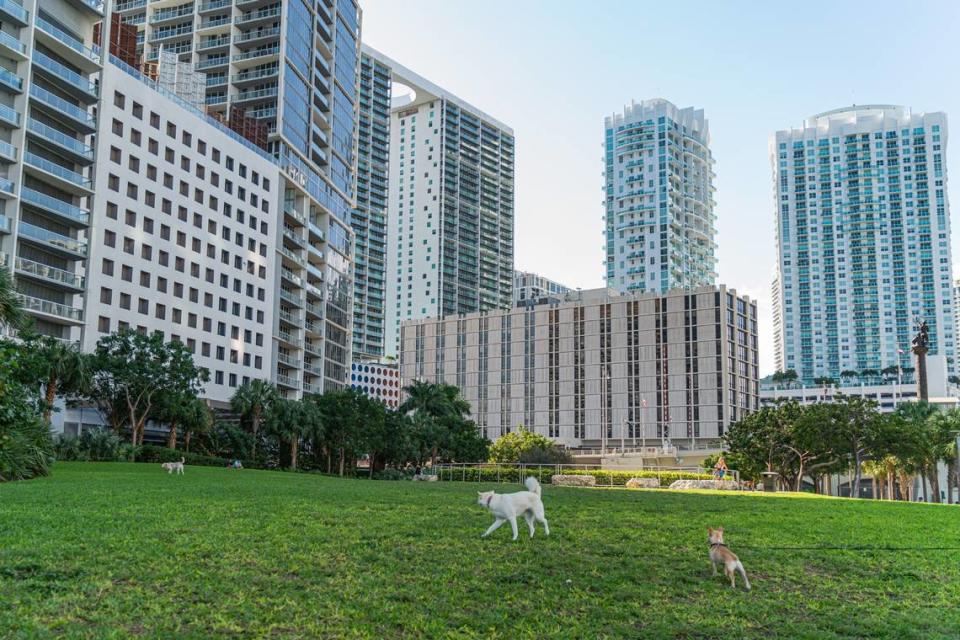 The Miami Circle, an ancient Tequesta site covered over in grass, has become an informal dog park.