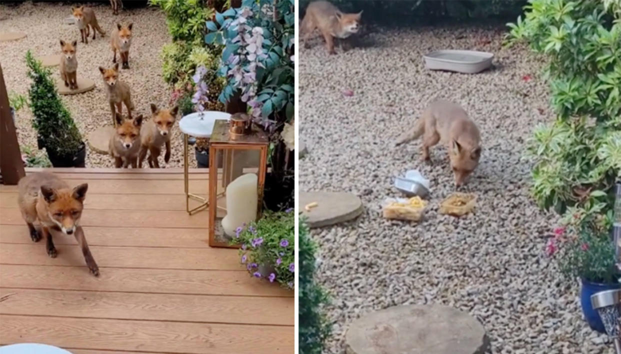 Sharon Hughes has been feeding foxes in her garden for 25 years. (Sharon Hughes/TikTok/@Shazzababie)