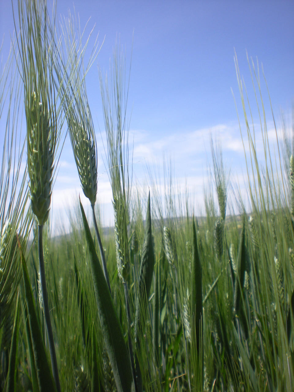 This photo taken Wednesday, Oct. 10, 2012 shows the half hectare wheat farm of Ethiopian farmer Bedlu Mamo, near Debre Zeit, in Ethiopia’s Amhara region. Bedlu says it is the first time he planted the Mangudo variety durum wheat on the farm. The U.N.'s Food and Agricultural Organization is marking World Food Day on Tuesday, a day dedicated to highlighting the importance of global food security. The FAO said hunger is declining in Asia and Latin America but is rising in Africa. One in eight people around the world goes to bed hungry every night. The International Maize and Wheat Improvement Center says that although maize has long been considered the most important cereal crop in sub-Saharan Africa, demand for wheat is growing faster than for any other food crop. (AP Photo/Kirubel Tadesse Ayetenfisu)