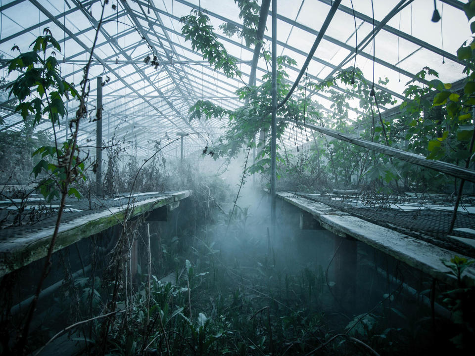 <p>Derelict and overgrown plant nursery in Ohio. (Photo:Johnny Joo/Caters News) </p>