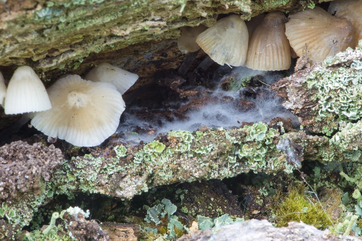 These mushrooms were growing on an old rotten log. After moving a well-decomposed piece of log to get a better shot of the mushrooms, you could see the mycelium (fluffy white stuff).