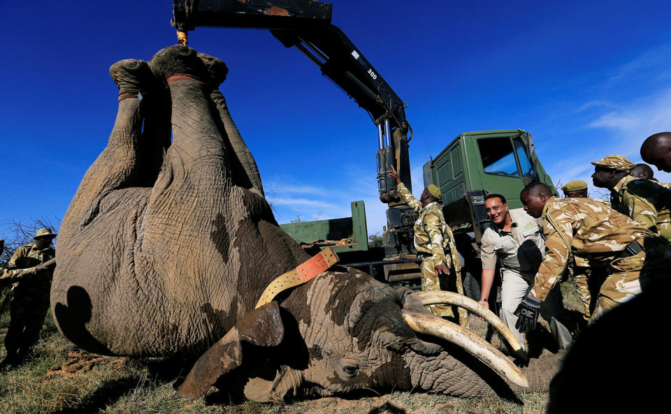 Rangers load a tranquillized elephant