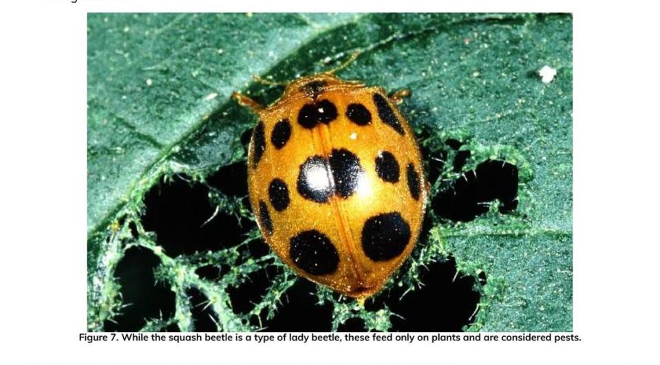 This screen capture from the University of Kentucky shows the squash lady beetle.