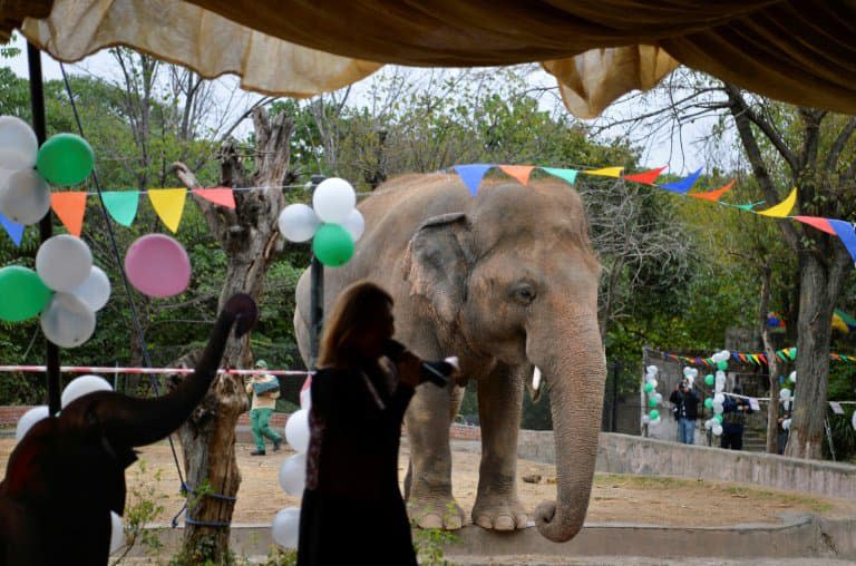 Ballons et musique avant le départ au Cambodge de l'éléphant Kaavan, le 23 novembre 2020 au zoo d'Islamabad - Farooq NAEEM © 2019 AFP