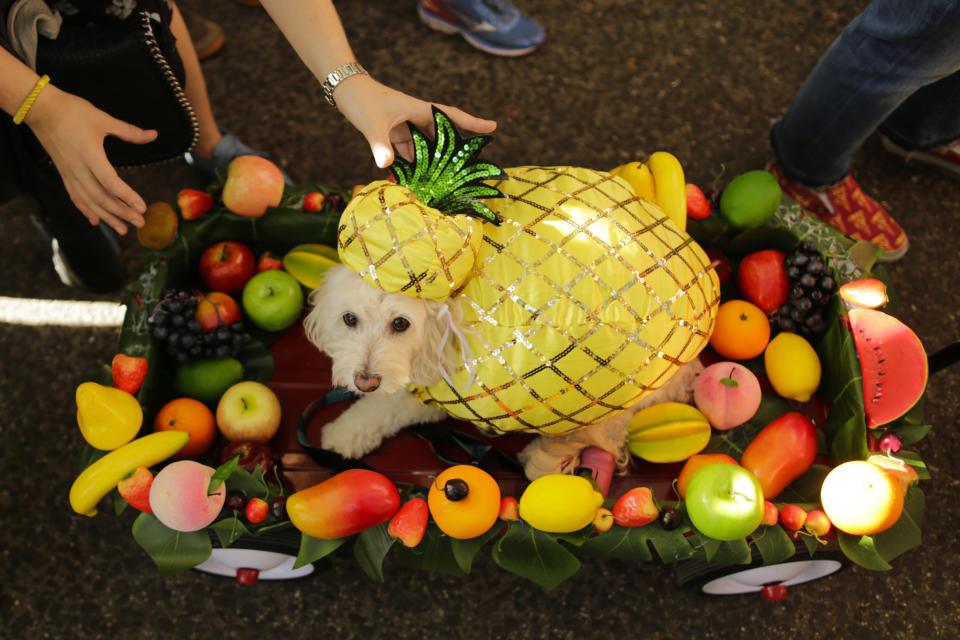 Costumed pooches prance In annual Halloween Dog Parade in New York City