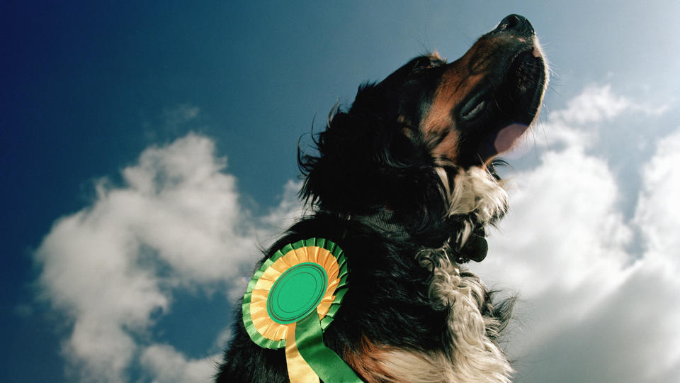 Dog with rosette