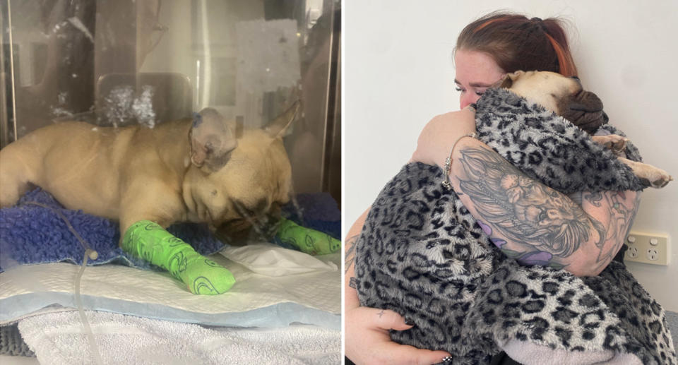 Knox at the vet hospital (left) and Knox with his owner's partner (right)