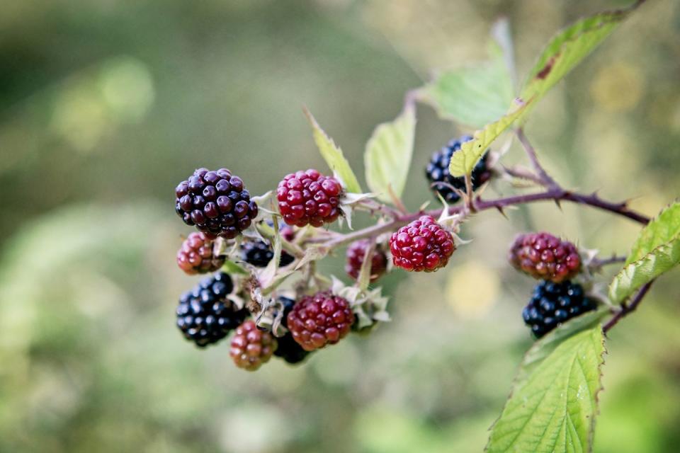how to forage blackberries