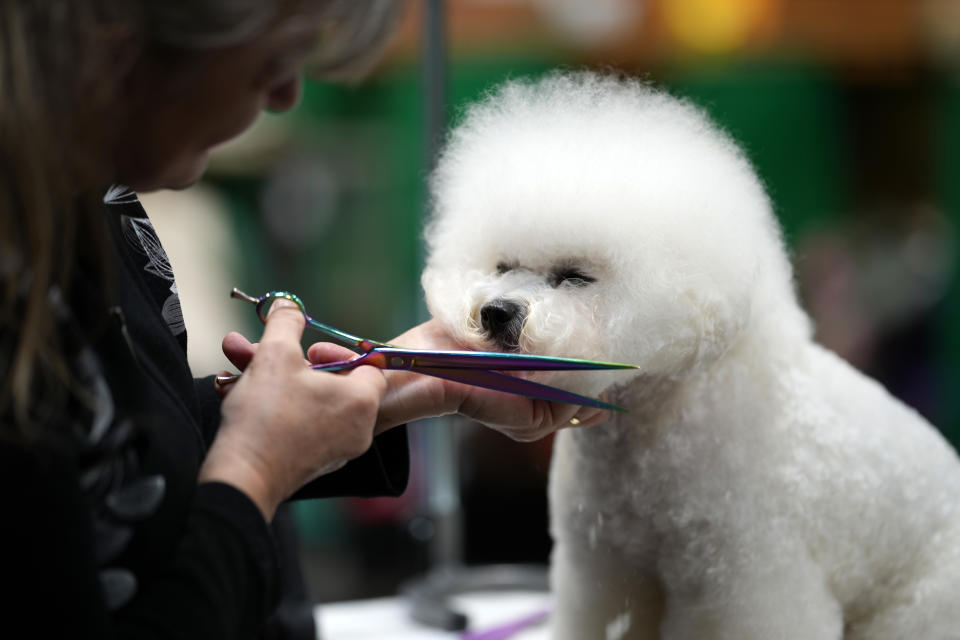 BIRMINGHAM, ENGLAND - MARCH 07: A Poodle is groomed before entering the judging ring at the National Exhibition Centre on March 07, 2024 in Birmingham, England. Over 24,000 dogs from 220 different breeds take part in Crufts 2024 with hundreds of the most agile and athletic dogs competing in different competitions including agility and flyball and, new for this year, Hoopers - a low-impact and inclusive activity for dogs and owners. The event culminates in the  Best in Show 2024 trophy, awarded on Sunday night. (Photo by Christopher Furlong/Getty Images)