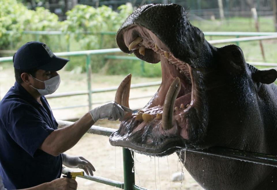 <div class="inline-image__caption"><p>While some of the hippos remain at Escobar’s personal zoo, those in the wild threaten to destroy the country’s river banks and fauna. </p></div> <div class="inline-image__credit">Albeiro Lopera/Reuters</div>