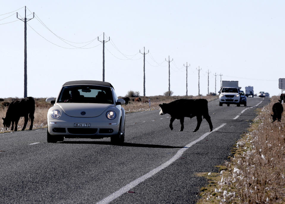 In this May 25, 2013 photo, cattle graze by the roadside along Sturt Highway near Wentworth 1,043 kilometers (648 miles) from Sydney, Australia, during a seven-day, 3,000-kilometer (1,900-mile) journey across the Outback. Farmers, moving their livestock around farms, sometimes allow the cattle and sheep to rest and graze close to the roadside causing slowing traffic considerably. (AP Photo/Rob Griffith)