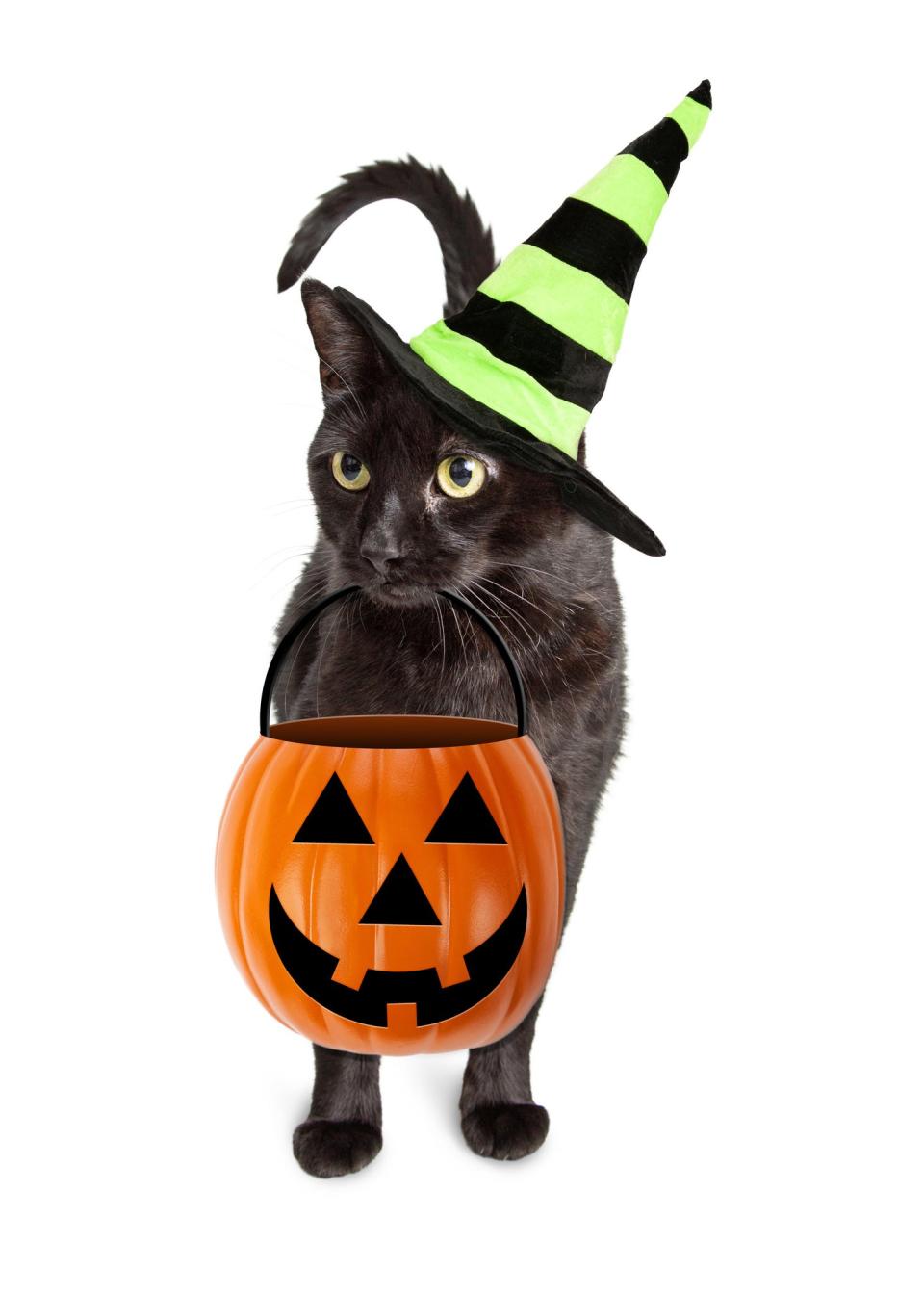 While black cats luckily aren't in huge danger Halloween night, young kids can still accidentally cause harm.