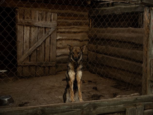 One of the rescue dogs in the Sirius shelter.