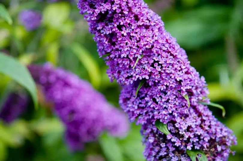 Butterfly Bush (Buddleja davidii Peakeep Peacock) Selective focus close-up portrait of flower spike -Credit:Getty