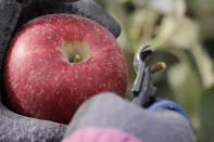 In this photo taken Tuesday, Oct. 15, 2019, a worker snips off the hard stem on a Cosmic Crisp apple, a new variety and the first-ever bred in Washington state, just after pulling it off a tree at an orchard in Wapato, Wash. Workers cut the stem below the top of every Cosmic Crisp apple to prevent damage to the fruit during transportation and storage. The Cosmic Crisp, available beginning Dec. 1, is expected to be a game changer in the apple industry. Already, growers have planted 12 million Cosmic Crisp apple trees, a sign of confidence in the new variety. (AP Photo/Elaine Thompson)