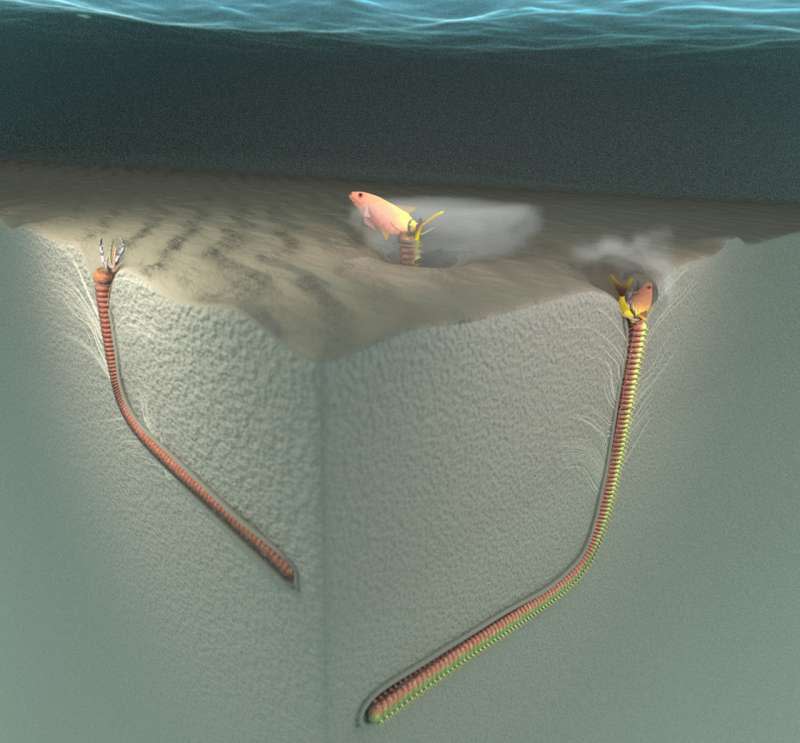 博比特蟲覓食行為模擬畫面。（截自台大地質科學系網站）