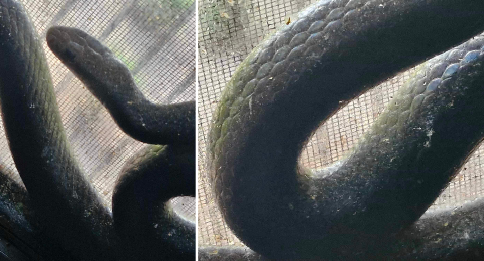 A close up of the snake's head (left) and body (right).