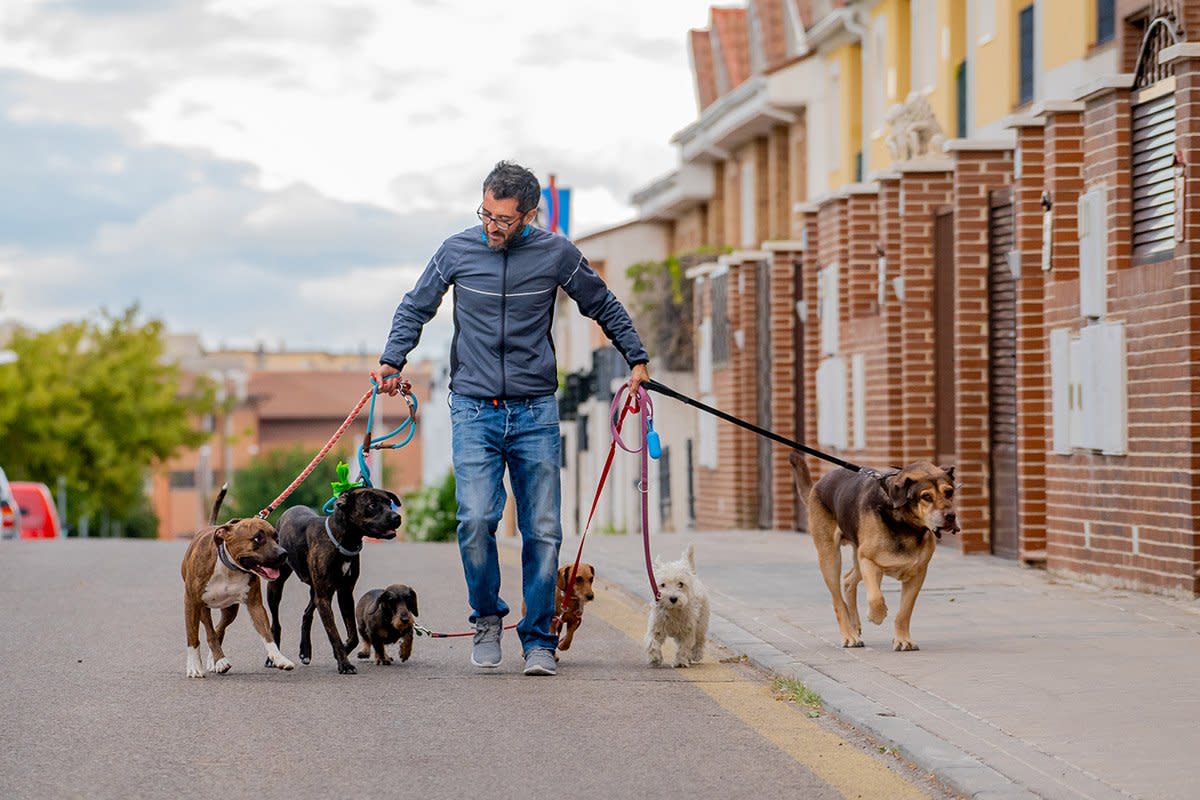 dog walker with several dogs