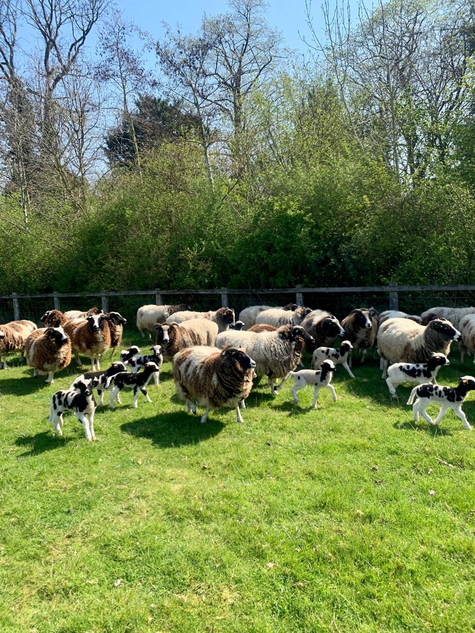 Jacob ewes and their lambs. My husband’s family has been breeding this rare British breed for hundreds of years. They are remarkable for their spotted wool and little horns.