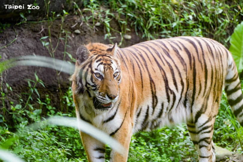 孟加拉虎「新春」。（圖／臺北市立動物園提供）