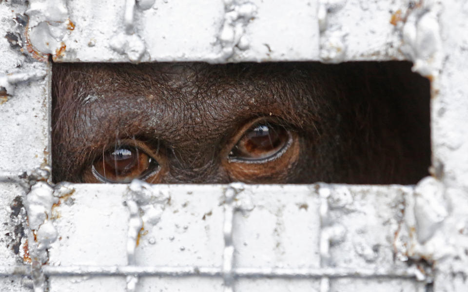 FILE - In this Nov. 12, 2015, file photo, one of fourteen orangutans waits in a cage to be sent back to Indonesia at a military airport in Bangkok, Thailand. Thailand's anti-money laundering authorities said Thursday they have seized or frozen more than 330 million baht ($11 million) in assets in a sting operation against a suspected wildlife trafficking ring. (AP Photo/Sakchai Lalit, File)