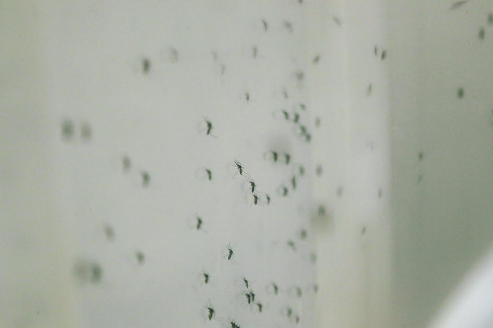 In this photo taken on Sept. 11, 2019, mosquitoes which transmit dengue fever stand in a cage in a laboratory at the Gorgas Memorial Institute for Health Studies in Panama City. Most people who are infected never get sick, but people who have been infected previously by another dengue strain are more likely to get severe dengue, which is sometimes called hemorrhagic dengue. It can cause abdominal pain, vomiting and bleeding and can damage internal organs. (AP Photo/Arnulfo Franco)