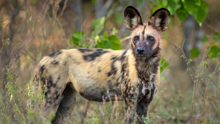 Pack of Wild Dogs Ford a Flooded River in South Africa