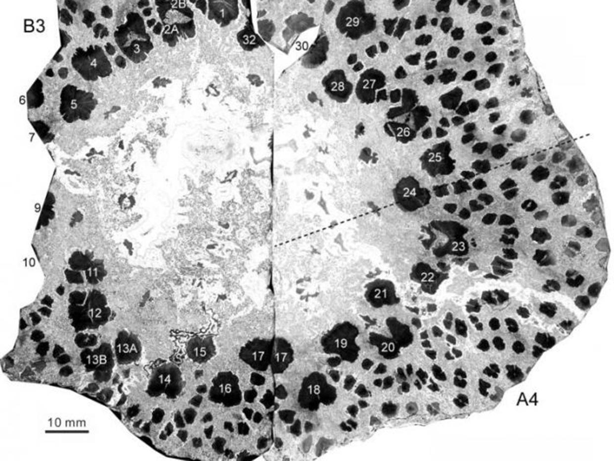 Scientists are baffled as to why prehistoric Cladoxylopsidas are more complicated than modern day trees: Xu Honghe