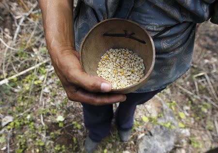 A farmer holds up dried corn kernels, donated by the United Nations World Food Programme (WFP) food reserves, during a distribution of food aid to families affected by the drought in the village of Orocuina, August 28, 2014. REUTERS/Jorge Cabrera