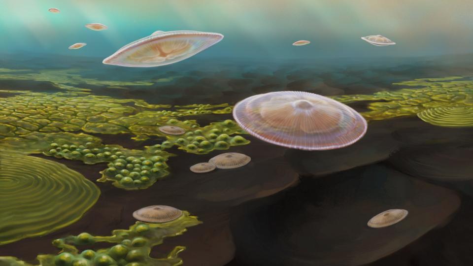 An artist’s impression of jellyfish like creatures swimming in a shallow sea