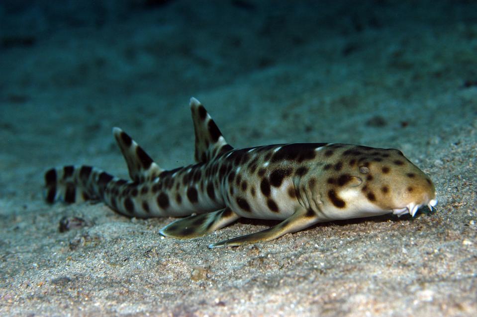 Pictured is a new epaulette shark (Hemiscyillum freycineti). A epaulette shark at the Brookfield Zoo has asexually reproduced a shark pup. This is only the second time this has happened in the U.S.