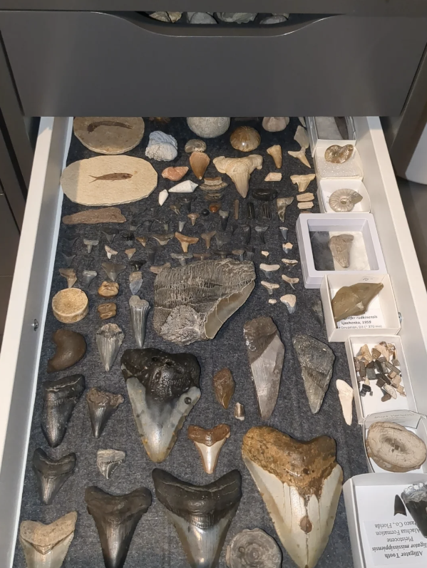 Photo of a varied fossil and mineral collection displayed on a table