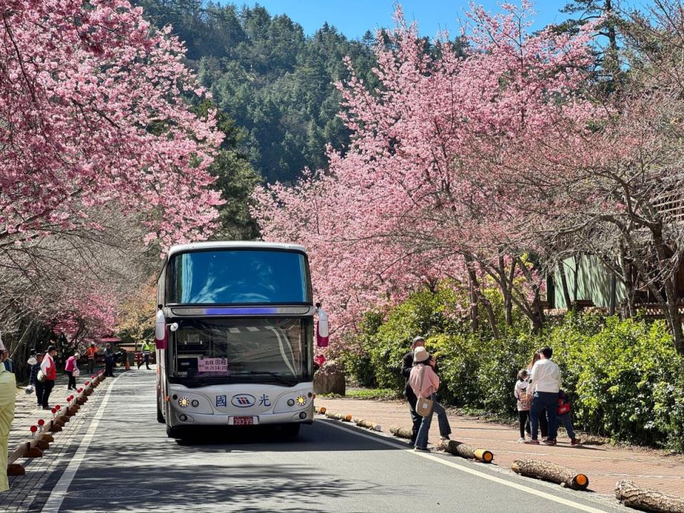 武陵櫻花季到229，中市交通局今年首推Taichung go交通套票，熱門日期套票，以「秒殺」速度售罄。（圖：中市府提供）