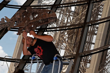 A worker reconstructs dinosaur fossil at the Eiffel tower, in Paris, France, June 2, 2018 ahead of its auction on Monday. REUTERS/Philippe Wojazer