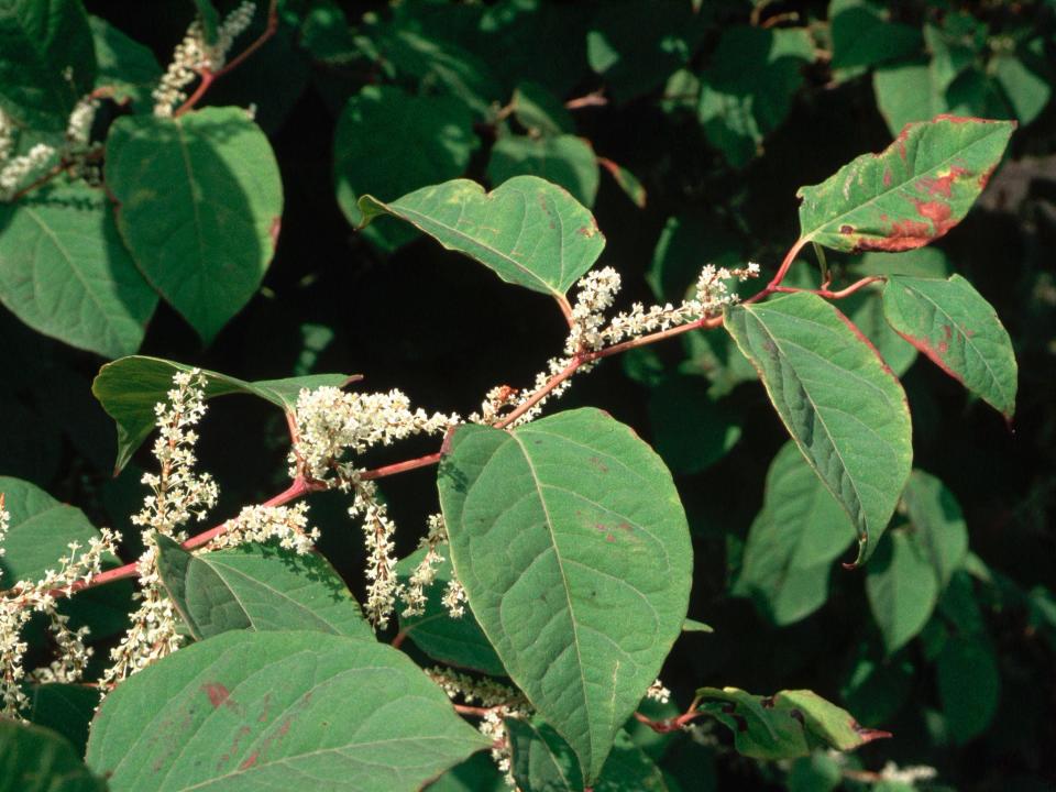 It is illegal to chop down Japanese knotweed (Corbis)