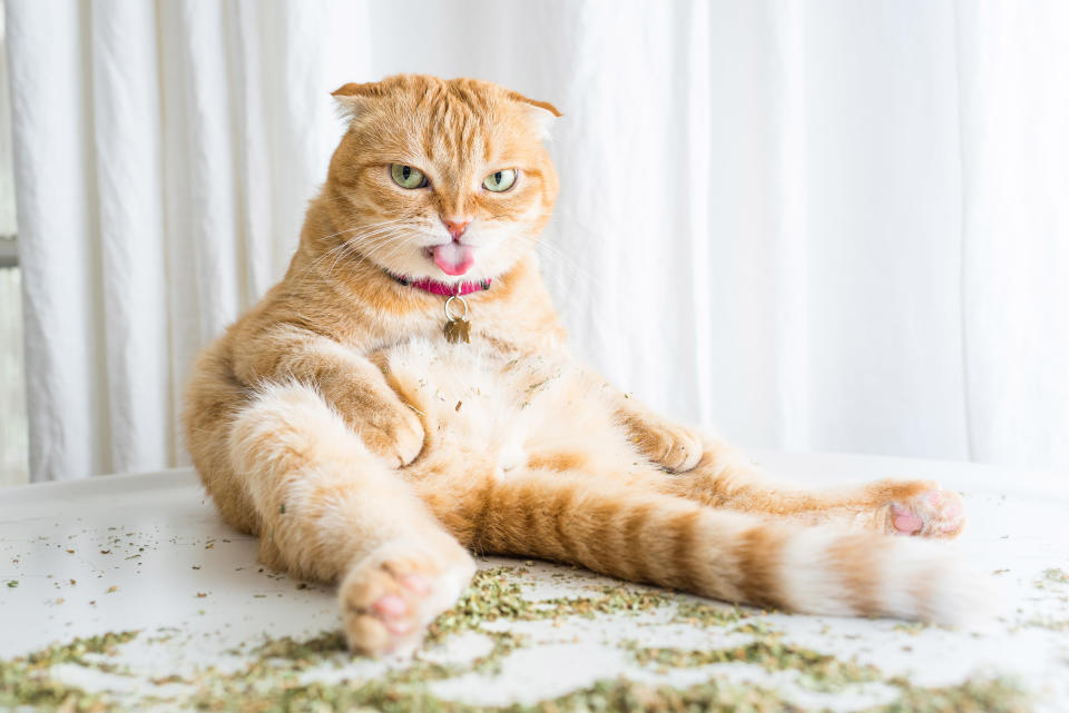 <p>After Andrew Marttila discovered his roommate’s cat’s affinity for catnip, the then hobby photographer attempted to capture the kitty’s amusing facial contortions with his camera phone. (Photo: Andrew Marttila/Caters News) </p>