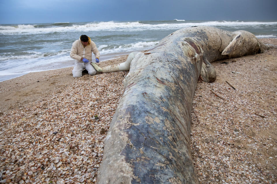 Danny Morick, marine veterinarian, takes samples from a 17 meters (about 55 feet) long dead fin whale washed up on a beach in Nitzanim Reserve, Israel, Friday, Feb. 19, 2021. Aviad Scheinin of the Morris Kahn Marine Research Station said samples from the animal will be taken to try to determine a cause of death, officials said the water nearby is polluted, including with tar. (AP Photo/Ariel Schalit)