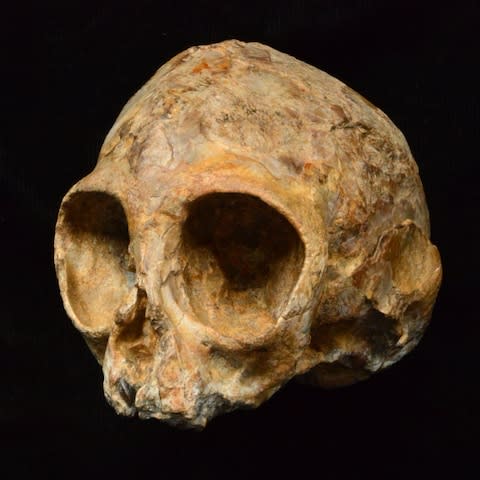 'Alesi' the baby ape, the earliest complete skull from the line which led to humans - Credit: Fred Spoor 