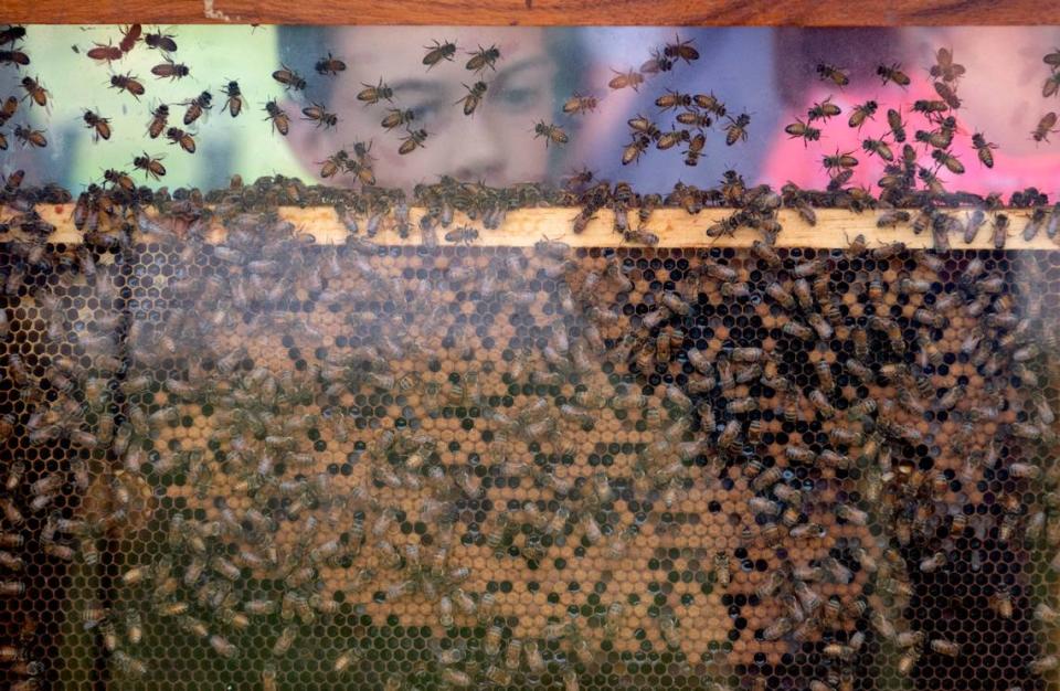 Visitors learn about bees at a Penn State Extension booth during the Ag Progress Days on Tuesday, Aug. 9, 2022.