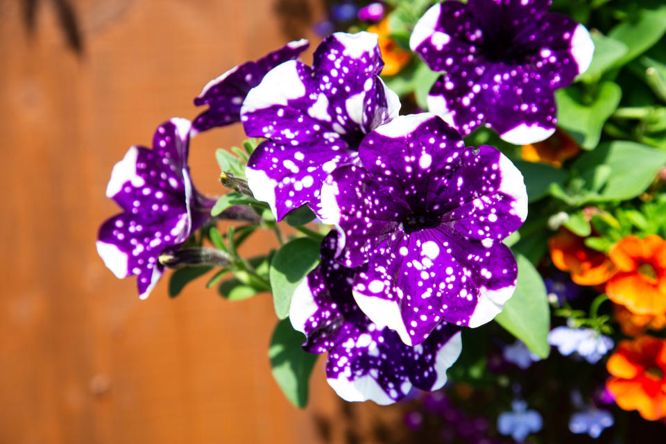 Meet the amateur gardener who fills more than 100 hanging baskets and pots in his small suburban garden with nearly 1,000 stunning plants every year. Shaun Schroeder, 57, spends up to three hours a day planting, tending, dead-heading and watering his stunning collection of petunias and other assorted flowers. He spends four months growing almost all of his 900 plants from seed, before potting them out in May, during a mammoth week-long planting session. They sprawl across 120 hanging baskets and tubs that cover every inch of his modest 4m wide garden at the back of his semi detached home in Whitchurch, on the outskirts of Bristol.