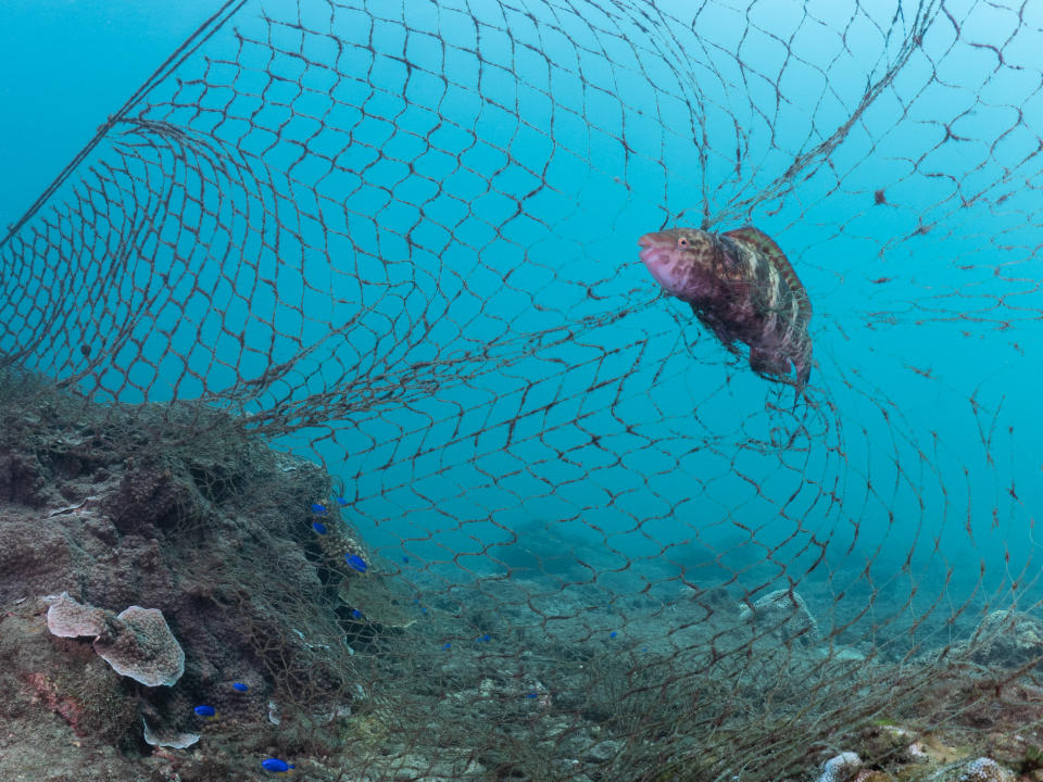 2022年9月14日，綠色和平發起水下淨海行動，於澎湖縣望安島綠蠵龜產卵棲地保護區東側海域，發現大量廢棄漁網，甚至有魚隻、螃蟹受困其中。