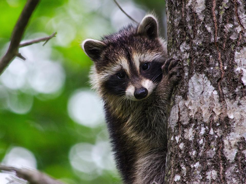 Baby Raccoon - stock photo