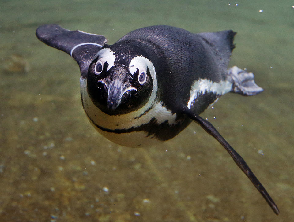 <p>Dem intensiven Blick dieses Brillenpinguins kann man sich nur schwer entziehen – offenbar hat er großes Interesse an der Kamera auf der anderen Seite der Glasscheibe. Das putzige Tier lebt im Opel-Zoo in Kronberg im Taunus und ist, wie alle seine Artgenossen, ein hervorragender Taucher. (Bild: AP Photo) </p>