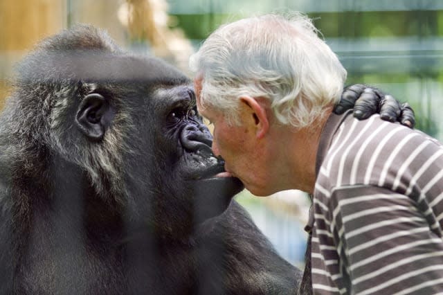 Couple live with gorilla for 18 years