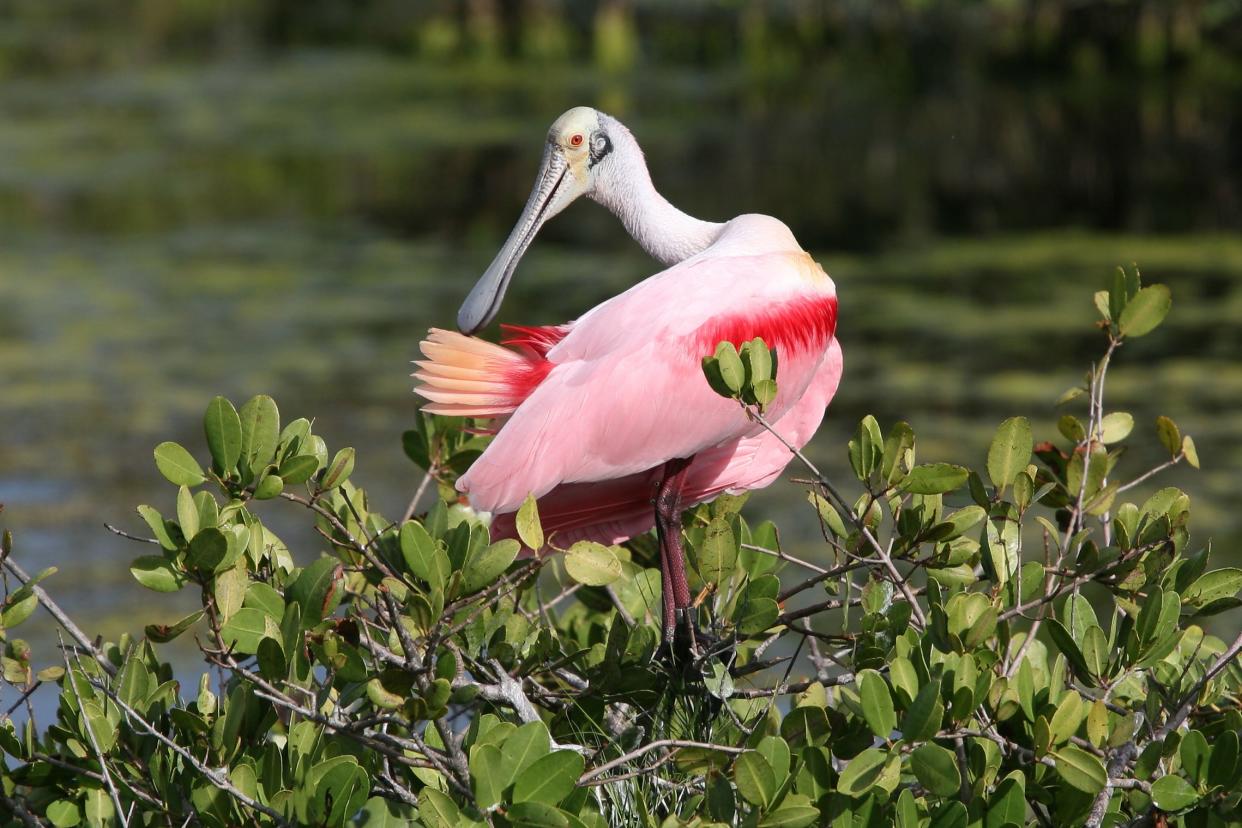 Roseate Spoonbill Platalea ajaja on mangrove tree, Merritt Island National Wildlife Refuge