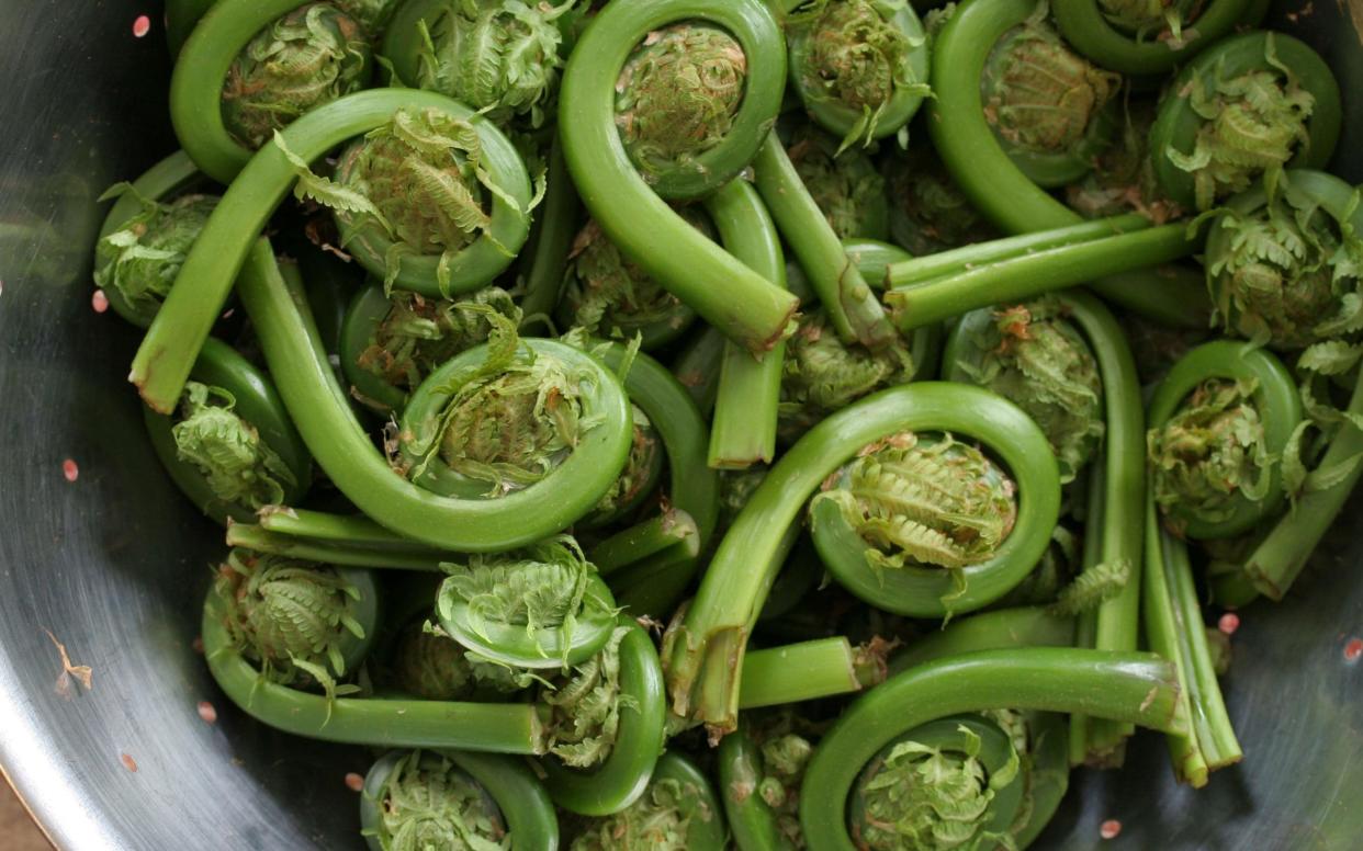 Edible fiddleheads - www.alamy.com