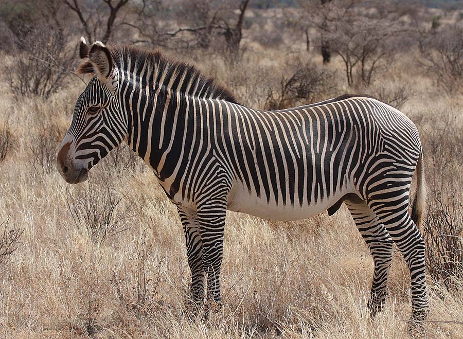 <div class="inline-image__caption"><p>Grevy’s zebras are also well-diggers.</p></div> <div class="inline-image__credit">Rainbirder/Wikimedia Commons</div>