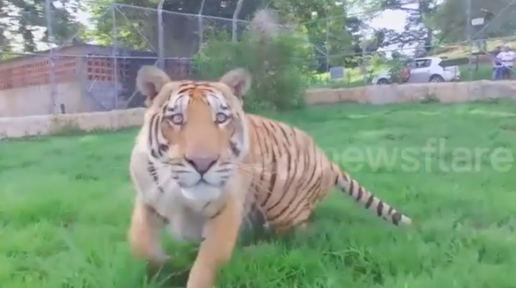 A tiger attacked a drone at a zoo. Photo credit: Newsflare.