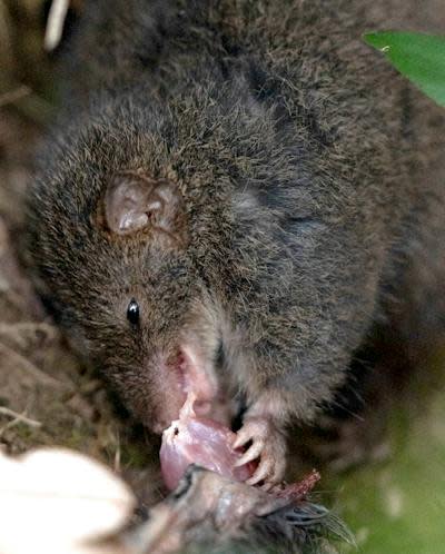 A mainland dusky antechinus during the mating period, with fur loss visible on the shoulder, eating another antechinus. Elliot Bowerman