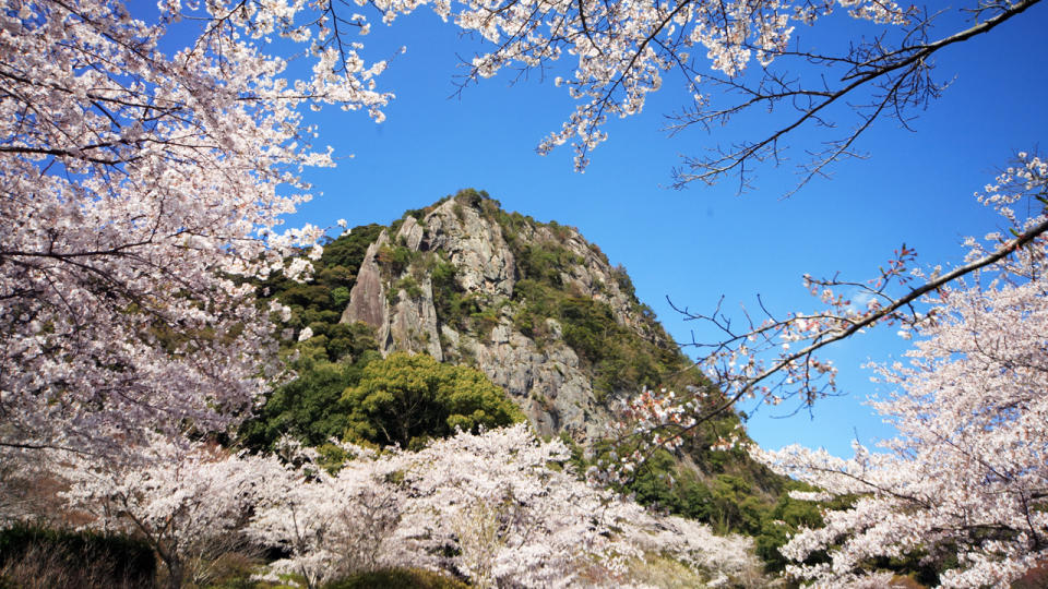 日本櫻花2023｜日本全國賞櫻熱點Top10！1.4公里櫻花大道、櫻花祭亮燈、花期預測